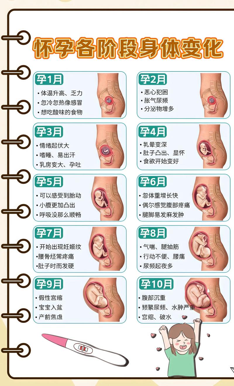 揭秘供卵代孕妈妈怀孕小腹分两节，孕期变化的奥秘济南代生机构: